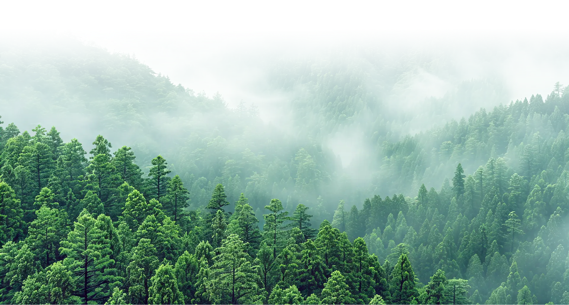 Forest Environment